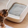 猫のトイレから『砂が飛び散りやすい』4つの原因　やたらと落ちているのは…