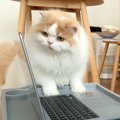 リモート会議に参加した猫→名前を呼ばれると……思いがけない行動が可愛…