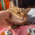 庭に住みついた野良猫を家猫に！家族になる決意をするまでの日々「家…