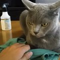 Tシャツを取らせてくれない猫に『チョップしてみた』結果…まさかの目…