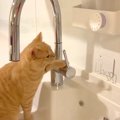水道の蛇口を見つめる猫→次の瞬間、取っ手に噛みついて…とっても器用…