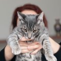 繊細な猫が嫌がる飼い主のNG行為５つ