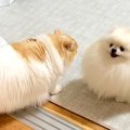 いつも一緒の同居犬がいなくて、さみしそうなネコ→６時間後に再会した結果…