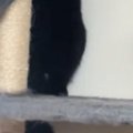 部屋の掃除中、2匹の猫が『キャットタワーに避難』した結果…可愛すぎる『…