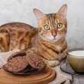 猫に与えるのは絶対NGな人間のお菓子4つとその理由　愛猫の前で食べる…