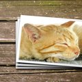 『愛猫を亡くした人』のためにあなたができること3つ　避けるべき行為や適…
