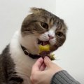 大好きな焼き芋を夢中で食べる猫ちゃんが可愛い♡