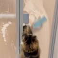 お風呂掃除をしていたパパ→スポンジを動かすと、扉越しにネコが…10万…