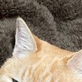 毛布の心地よさに気付いた猫…まさかの『くつろぎ方』と可愛すぎる表情に3…