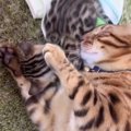 子猫を優しくお世話するお父さん猫にほっこり♡