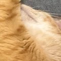 寝ている猫のとなりにそっと手を置いたら…あまりにも尊い『甘え方』に「可…
