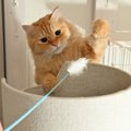 猫はどのぐらいの『運動量』が必要なの？　年齢ごとの違いやオススメの室…