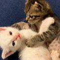 向かい合う2匹の『小さな子猫』…思わず笑顔になる『可愛すぎるやり取り』…