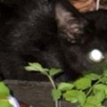 『大雨と雷で姿を消した子猫』→2日ぶりに見つかって保護された結果…思わず…