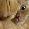おててを伸ばしていた猫→ちょっと顔を近づけた途端に…『まさかの行動』に…