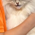 パパに抱きしめられた猫→『表情』を見てみたら…まさかの光景に1万7000いい…