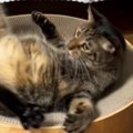 お気に入りの場所を取られたくない『キジトラ猫』…まさかすぎる『撃退方法…