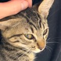 保護猫を引き取って１週間…飼い主さんの膝の上で見せた『まさかの行動』に…