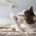 猫が撫でられたところをずっと舐める心理５選！嫌がれられる？どんな…