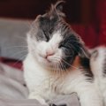 猫が何度も『頭を振っている』ときの原因4つ　病気のリスクから取るべき対…
