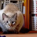 ブルーの瞳で獲物を狙う！イケ猫さん、ネコリンピック特訓中