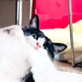 ふとテーブルの下を見たら、ネコが『足』で……思わず笑っちゃう『まさかの…