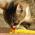 猫に『とうもろこし』を与えても大丈夫？量や与え方など、あげたいと…