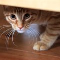 猫が都合の悪いことを隠している時の仕草３つ