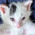 飼い主さんの足の前で子猫が…『姿勢』を見てみると？→『可愛すぎる光景』…