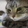 ダンボールトラックの完成を心待ちにする猫ちゃん