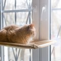 猫が『窓の外』を眺めているときの心理3選　外に出たがっているの？満足さ…