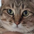 妻が抱っこすると『ドヤ顔』になる猫→夫が抱っこしたら…あまりにも露骨な…