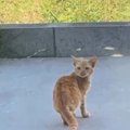 『家の前に現れるようになった子猫』と交流→少しずつ距離が縮まると……