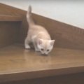 初めて階段を降りる子猫ちゃんが可愛すぎる♡