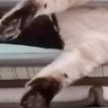 『涼しさ』を求めていたであろう猫→ベッドの上で見せた『とんでもない…