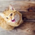 猫が口をパクパクさせるのはどんな時？10のシチュエーション