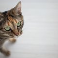 猫が「お願いニャ…」と飼い主に思っていること4つ