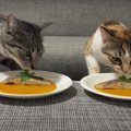 猫ちゃんの為に特製魚料理を振る舞ってみた♡