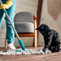 猫の『粗相や嘔吐』を処理する方法4選　跡を残さないためのポイントや消臭…