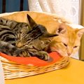 不安げな様子の保護猫→先住猫が代わるがわるに寄り添ってくれて…想像以上…