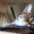 猫が飼い主に『ムカッときている』こと3つ