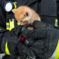 「ねこねこネットワーク」の仕業か？　「9.11追悼式典」最中に救出された…