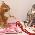 そっちも気になるニャ～！ブランケットを巡った猫ちゃん達のやりとり♡