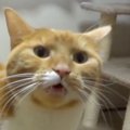 飼い主に甘える猫→もっと撫でてほしくて…ニャーではない『まさかの鳴…
