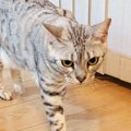 ごはんを食べに歩き始めた猫→となりを見てみると……まさかの『可愛すぎ…