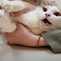 1歳検診で注射をされた猫…『現実逃避する顔』が可愛すぎると14万再生「撫…