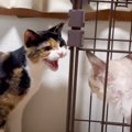 『新入り保護子猫』と先住猫が初対面で…互いがみせた『正反対すぎる反…