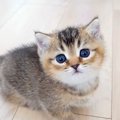 部屋を探検する赤ちゃんネコ→何か言いたげに見つめてきて…反則級に可愛い…