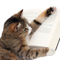 猫の血統書のホントの意味！その種類と内容とは