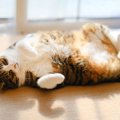 猫が『どうしても譲れない事』4選！飼い主が知っておくことのメリットとは？